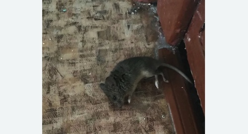 Дезинфекция от мышей в Киришах